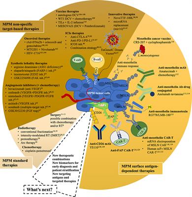 Malignant Pleural Mesothelioma: State-of-the-Art on Current Therapies and Promises for the Future